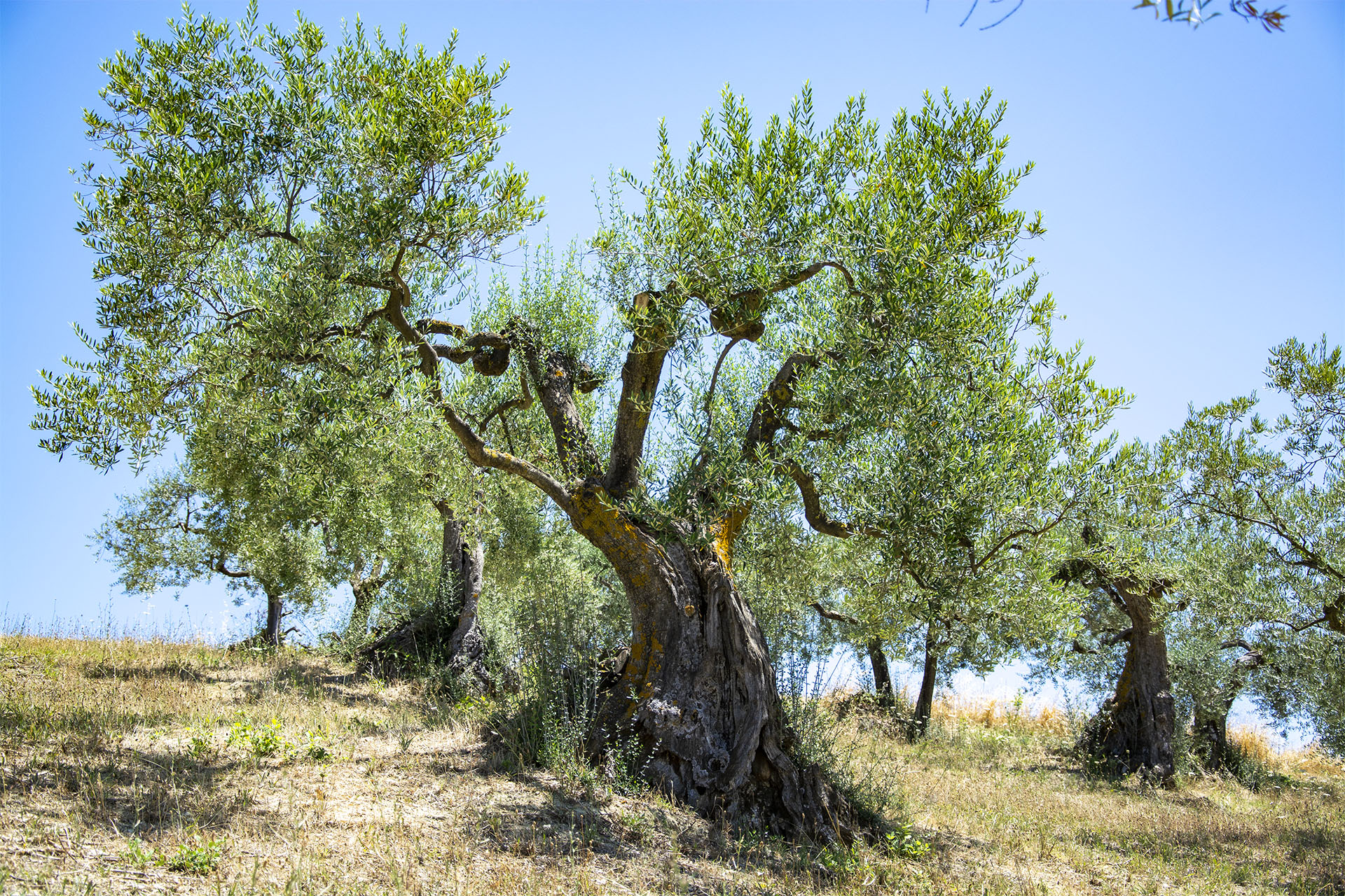 Camminata tra Gli Ulivi